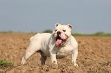 BULLDOG ANGLAIS 173